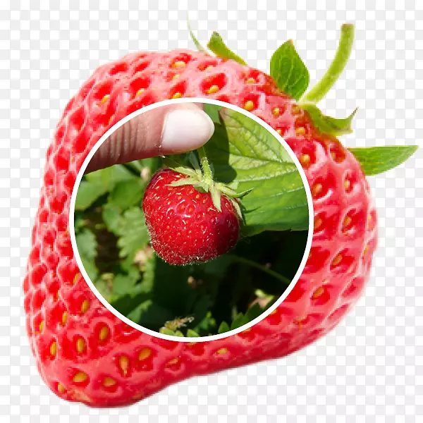 ��ݮ�����ӹ��ڱ�-��ݮ-������