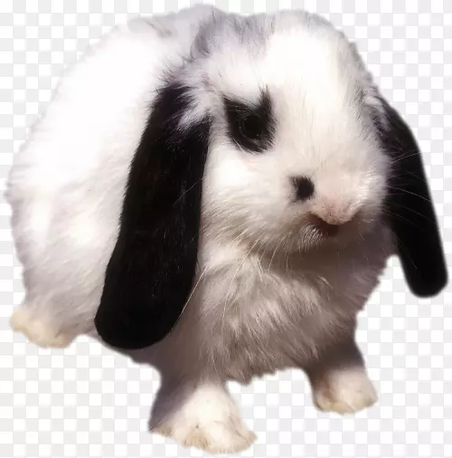 ������Ƥ�ද��-��-������