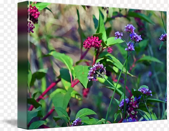 �ݱ�һ����ֲ��Ұ������ֲ��ˮɫ����-������