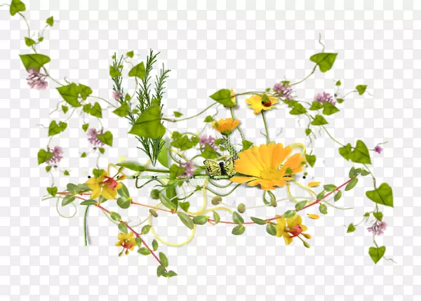 �������Ҷ����ֲ�ﾥҶ-������