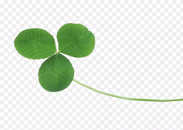 ��Ҷ��-������