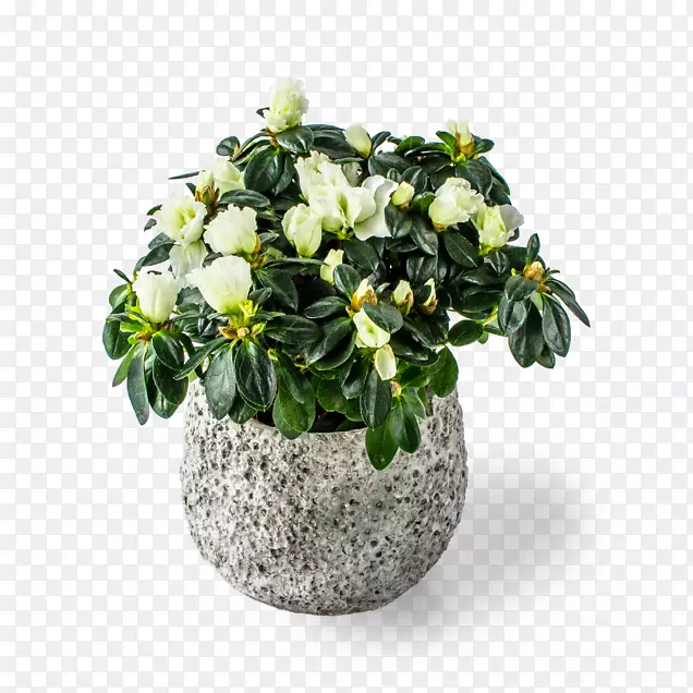 �л������衢����ֲ�����ֲ��-��˿�ž�-������