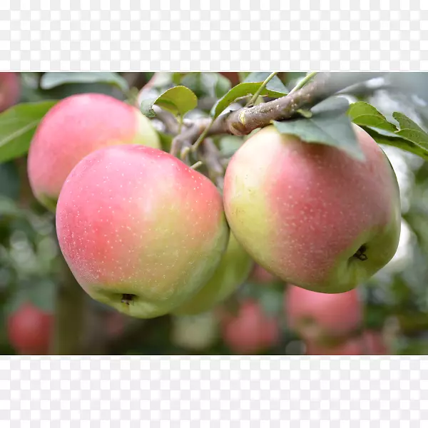 ��ȻʳƷ����ʳƷ���������ʲʵ����-����-������