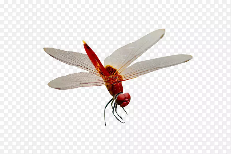 ����������ͼ����-������-������