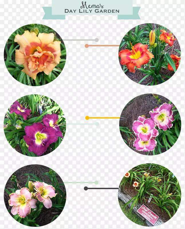 ���ܻ�԰��ƺ����ֲ��-����-������