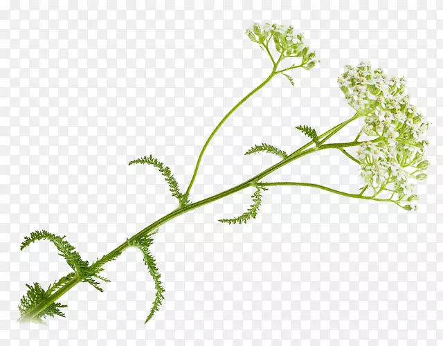 Ҷ�˲�-������