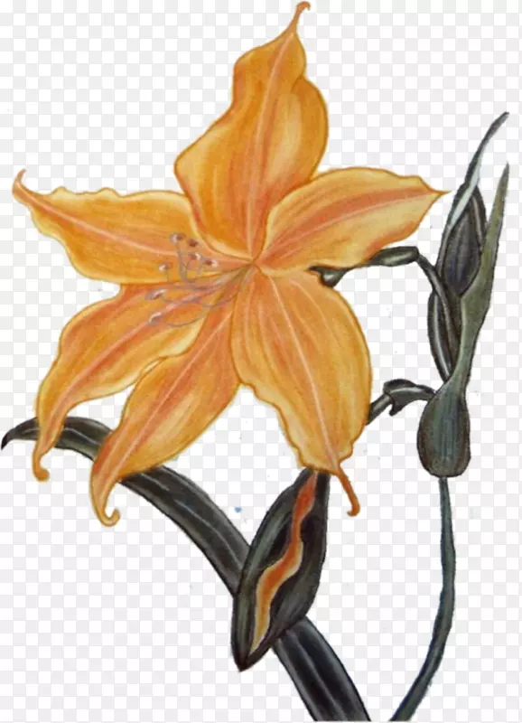 ����Ҷֲ�ﾥ����ֲ��-Ҷ-������