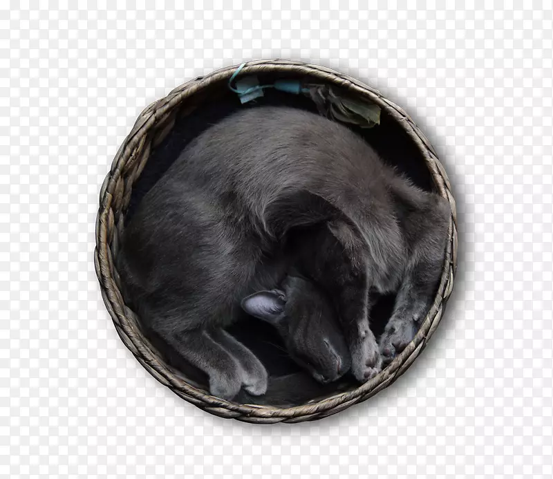 �ڱǿ�è-������