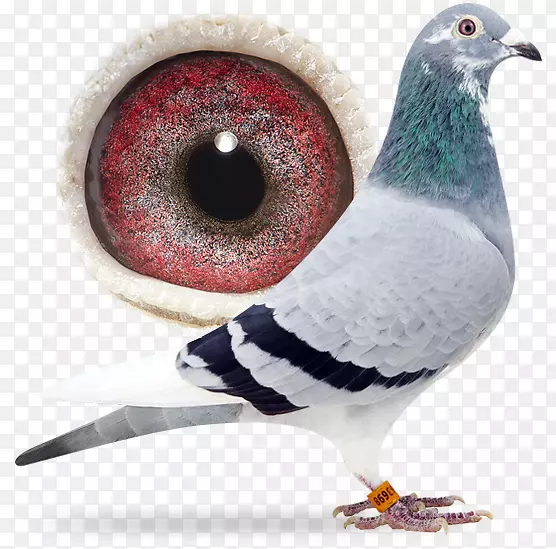 ���ײ��Ƶ���������������׿����ʱ-android-������