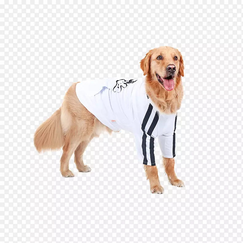 ��ë��Ȯ�߾�����Ȯ����������Ȯ��������ȮƷ�ֽ�ë��Ȯ-������