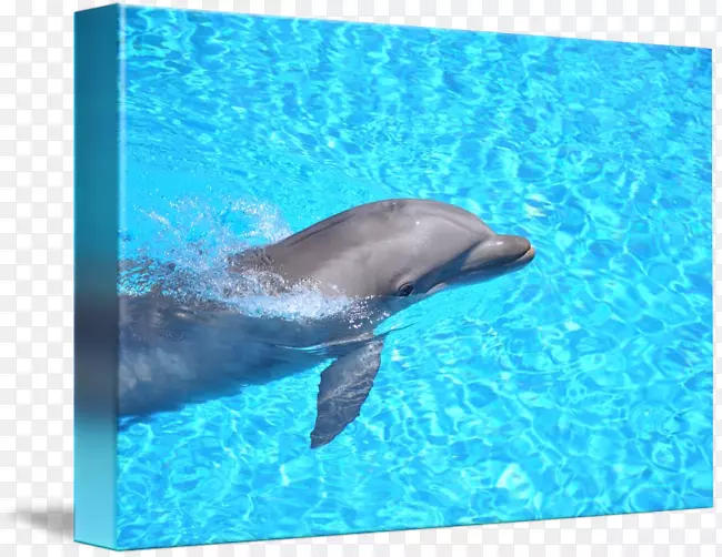 ��ͨ���Ǻ���������ǩLoro Parque-����-������