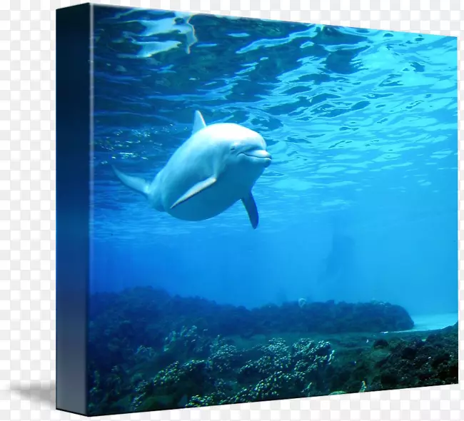 ����ˮ�������ﺣ����Ⱥ-ˮ-������