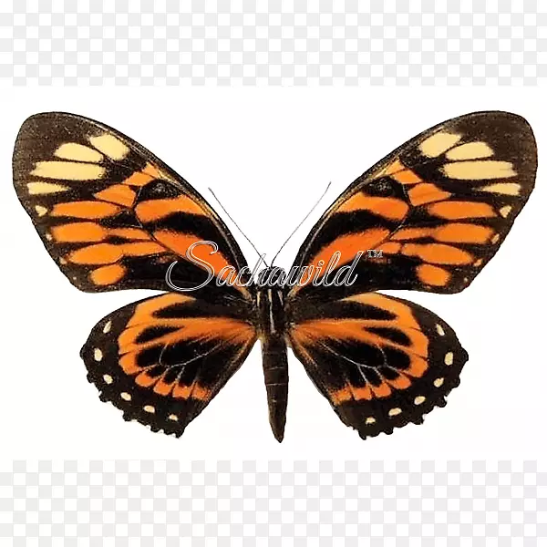 ��������������˹����������β��-����-������