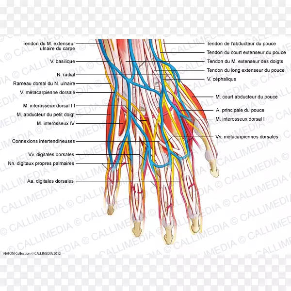 ��Ѫ����ϵͳ����ϵͳ��-������