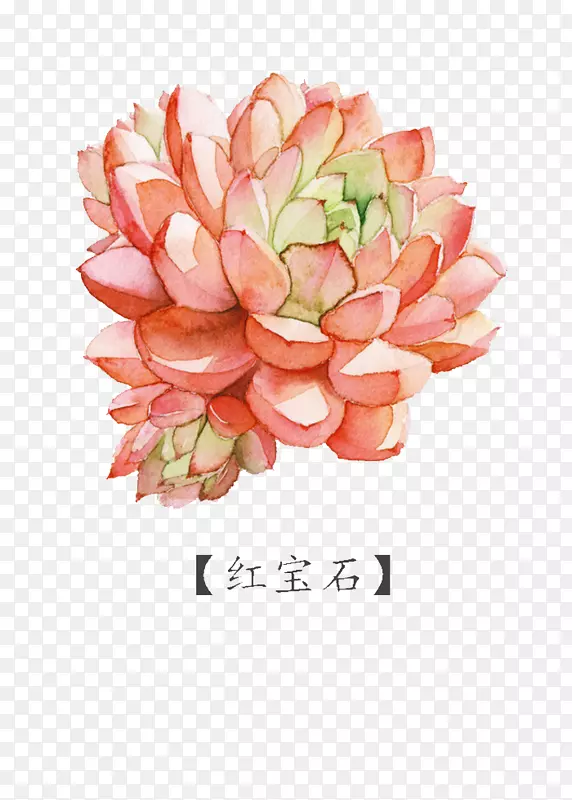 ˮ�ʻ�����ֲ��-�챦ʯ-������