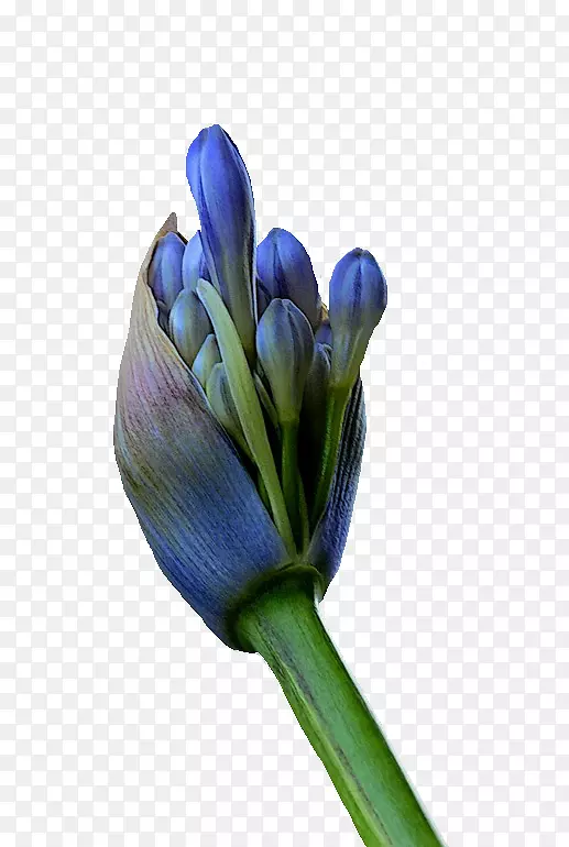 �л�ѿֲ�ﾥ����ֲ��-������