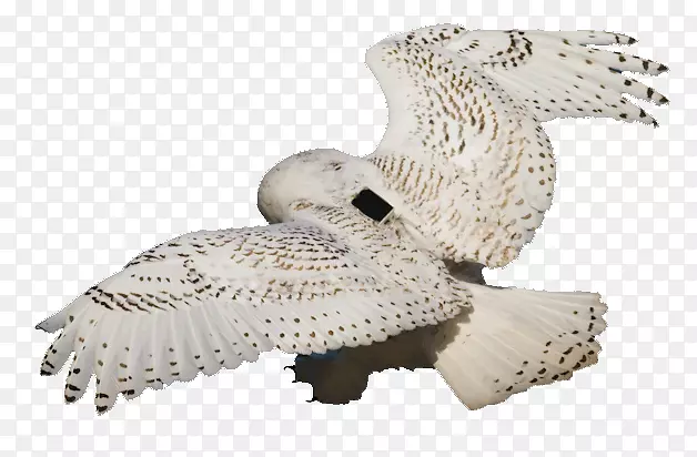 èͷӥ��-������