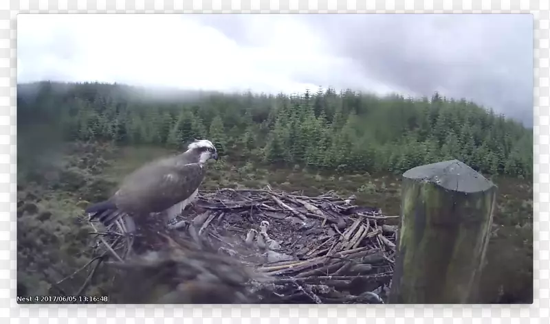 ��ʳ������̬ϵͳ���-������