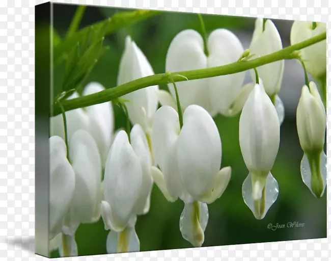 ��ש����.��Ѫ������-������