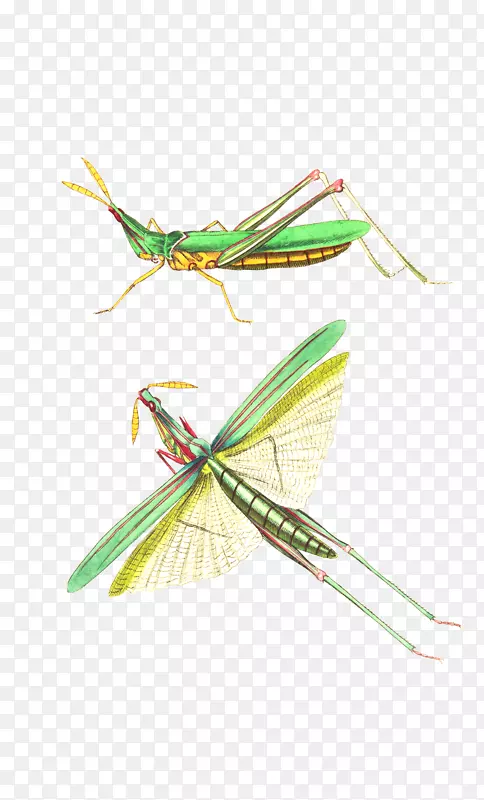 ����ȳ�-��ɫ�ȳ�-������