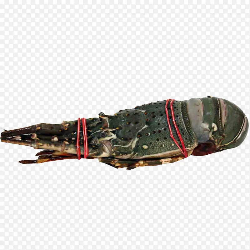 �Ĵ����ǲ�ʿ�������Ϻ-�Ĵ�������ɫ��Ϻ-������