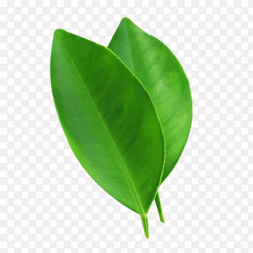 ��֭Ҷ����ˮ-��Ƭ����ҶͼƬ����-������