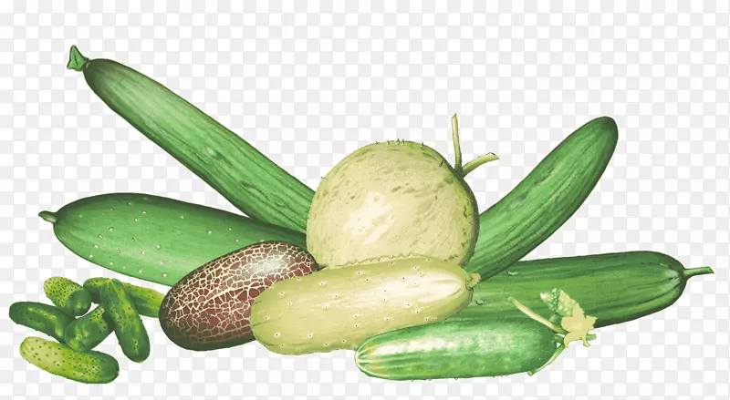 �ƹ��ݲ�Э��(Kokopelli benih cornichun-Cucumis sativus)-������
