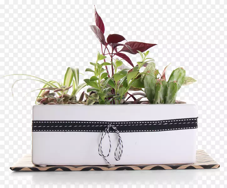 ����ֲ�ﳤ����-������