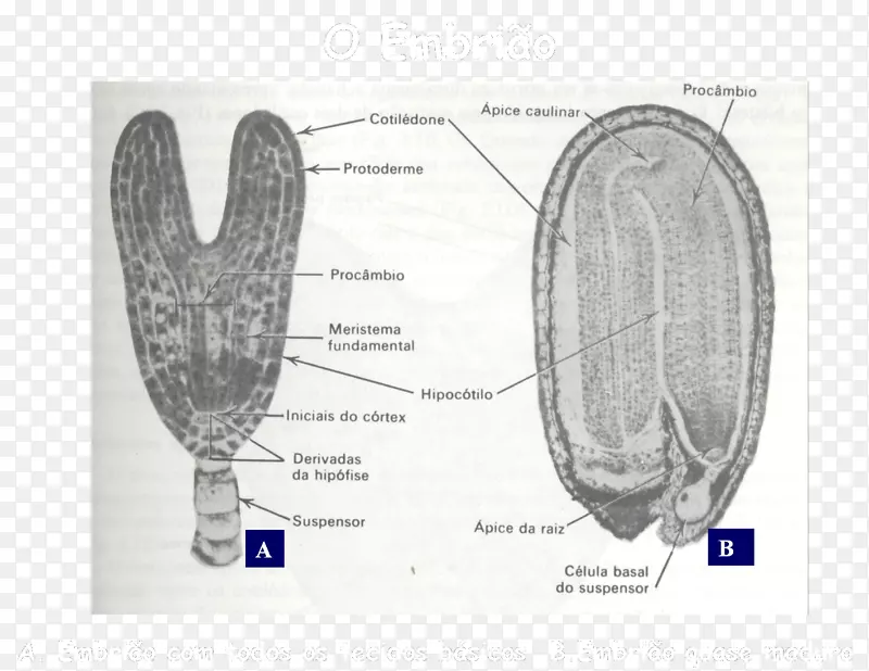 ֽ����ϸ�����-������