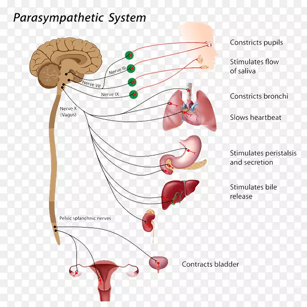�����񾭸�������ϵͳ-­��-������