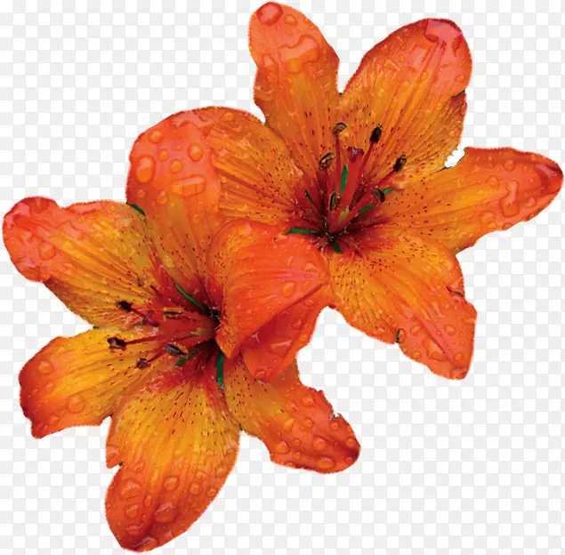 ��ɫ�ٺϻ��껨����t��l��com-��-������