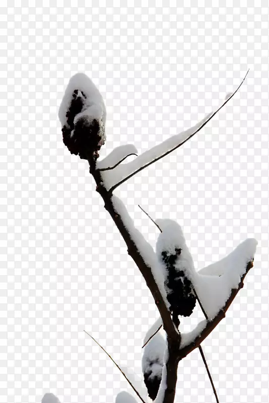 ѩ-ѩ��-������