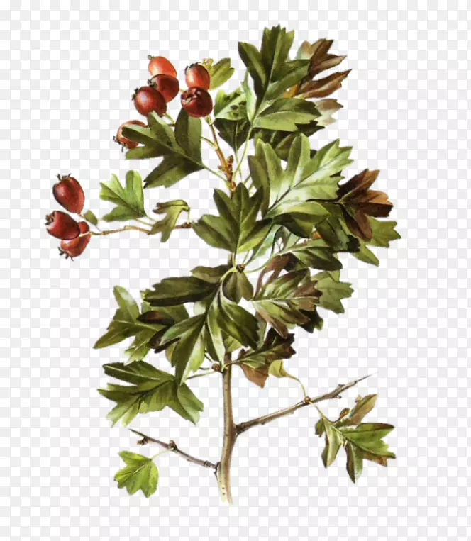 С֦��������ľ��Ҷ������ֲ��-Ҷ-������