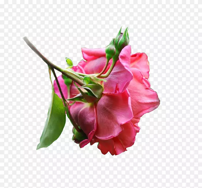 �л�������ƻ�������-������