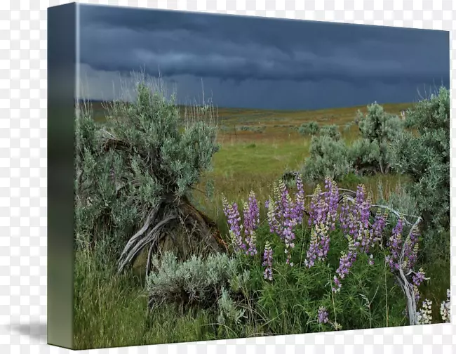 Ӣ��޹�²ݻ���ֲ��Ⱥ���ľ��-¬ƽ-������