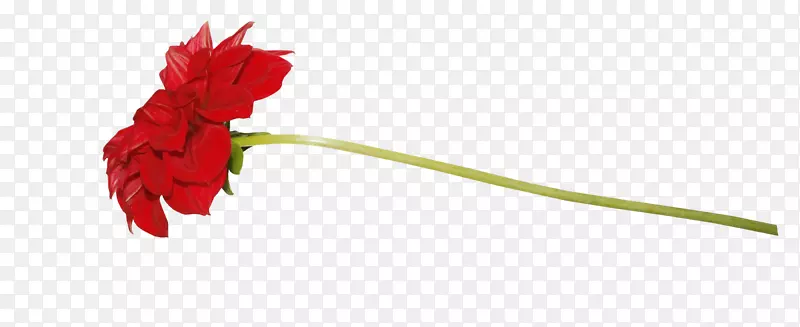 ����ܰ�����뻨��ֲ�ﾥ-õ����-������