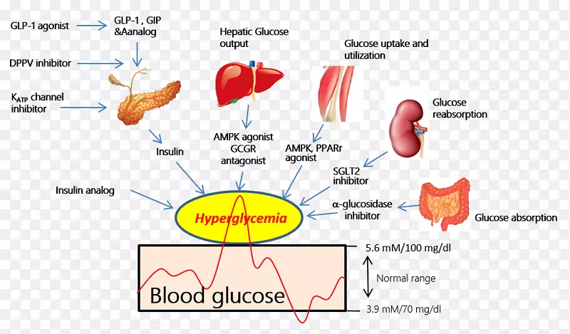 sgt 2�ȸ�Ѫ��������-1���弤�����������׼�ø����-������