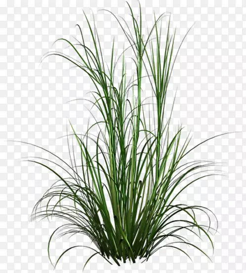 ���Ͳݡ�����ֲ���ƺ��԰-������