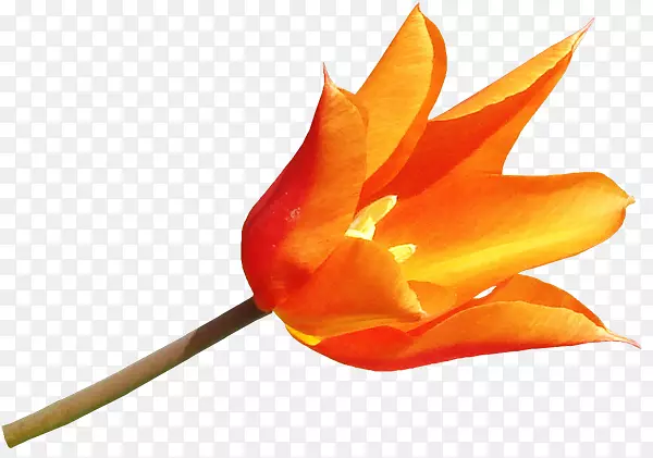 �����л�ֲ�ﾥ����ֲ��-������