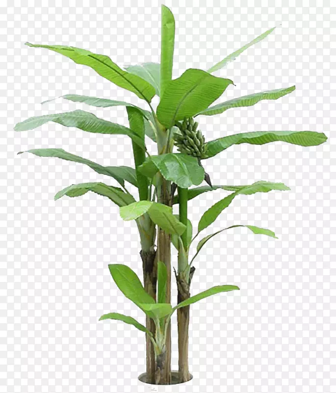 ����㽶�����ƿ�-���㽶Ҷ-������