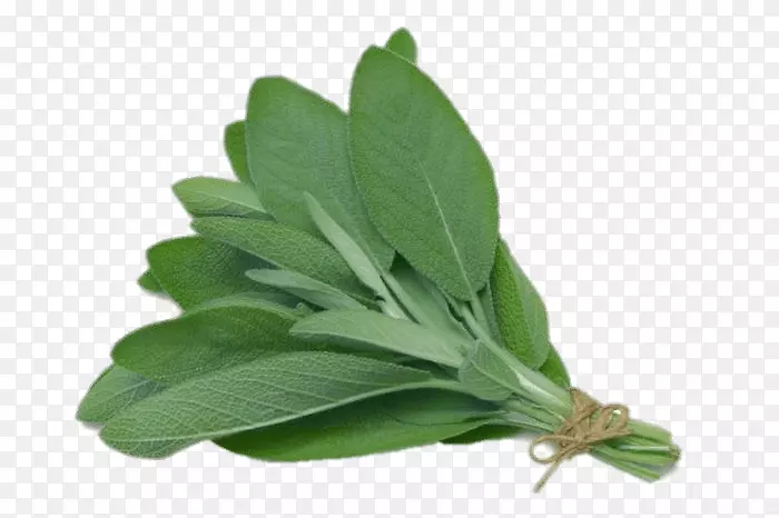 ��ͨ��β��Ҷ��β����ҩ��ֲ��ݱ�ֲ��-������