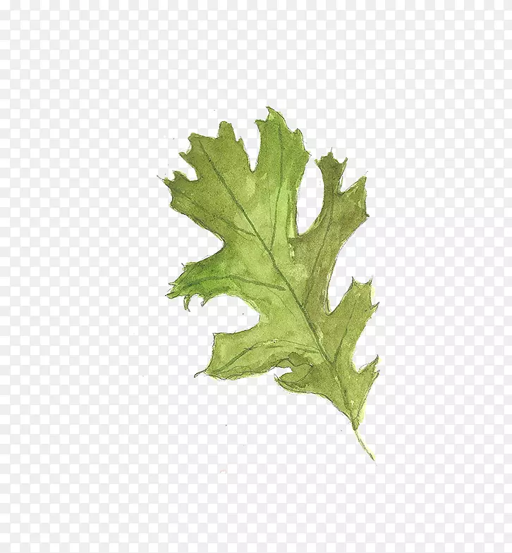 ˮ�ʻ�ֲ��Ҷ-������