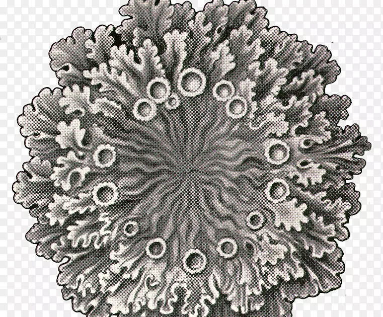 �������ȶԳƺ���ͼ��-������