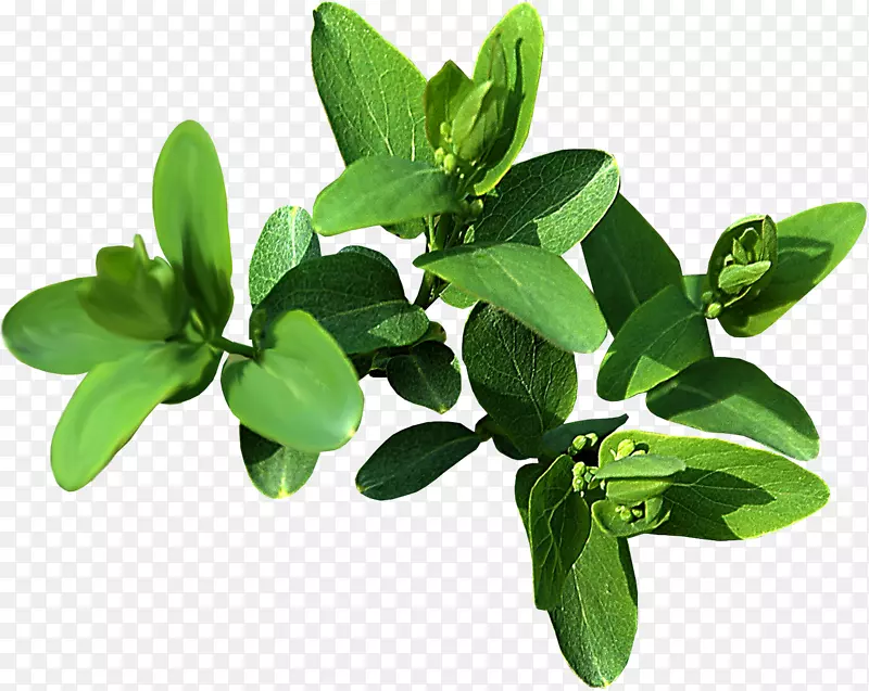 Ҷ����adobe�廭-Ҷ-������