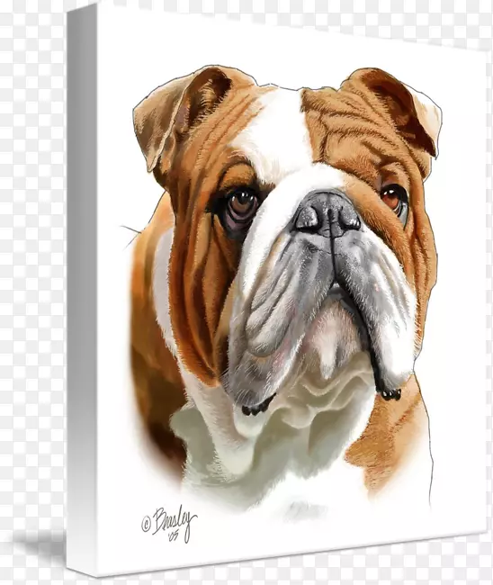 Ӣ����ţȮ���Ȯ�ȶ�ţȮ�Ĵ����Ƕ�ţȮ��-������