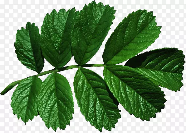 ��Ӱ����ͼ��-������