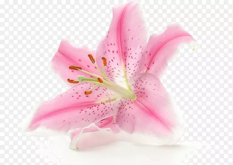 ���׼�����-�ٺϻ�-������