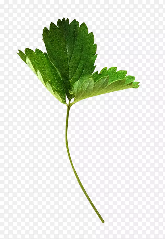 �����ݮҶ-��ݮ-������