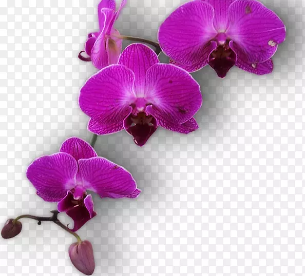 �ɶ������������Ӳ�����ʯ����-������