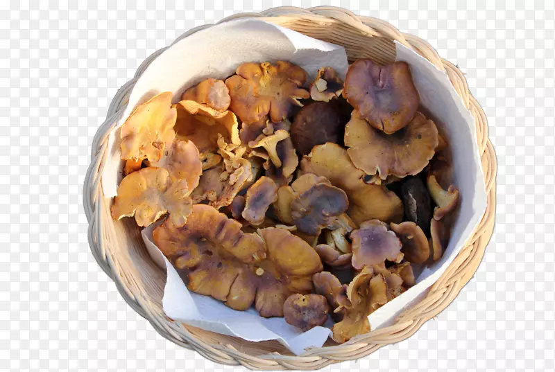 �ɷ��䷽-���ڻ�(Cantharellus Cibarius)-������